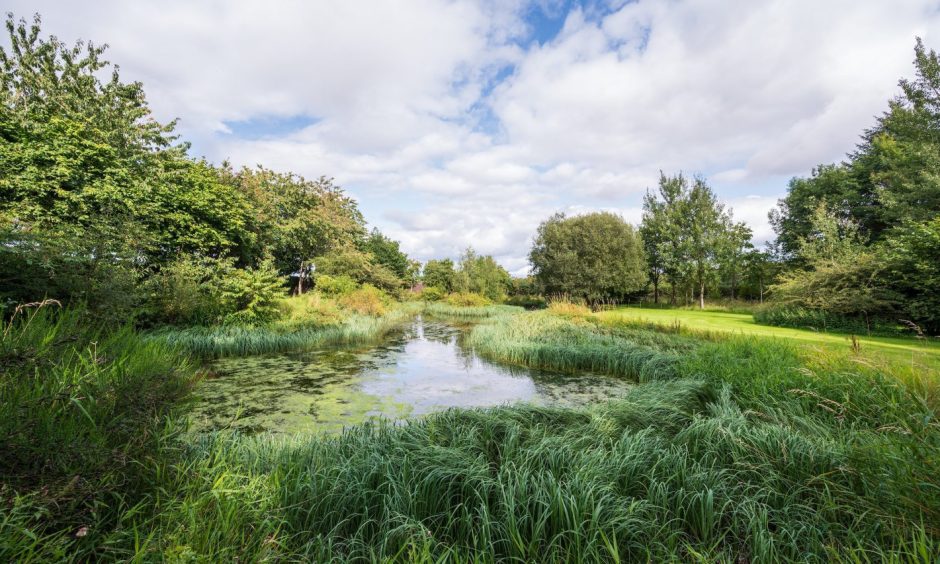 Home Farm near Auchterarder has a pond with wild ducks.
