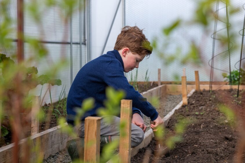 Callan planting a crop in the polytunnel. Image: Kim Cessford/DC Thomson