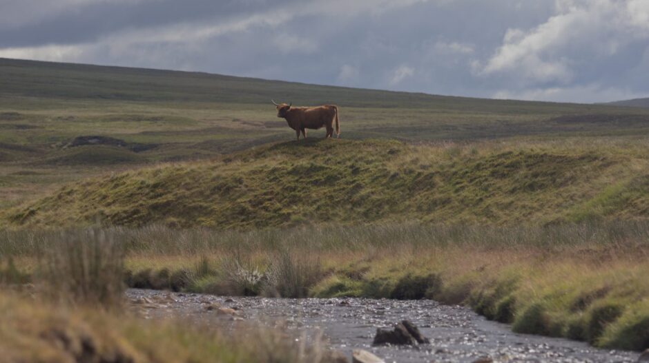 A Highland cow enjoys life in the middle of the Perthshire wilderness. Image: Stefan Morrocco. 