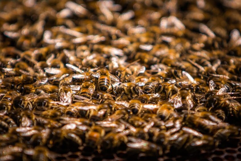 Each hive at Bruadar's Aberagie distillery houses around 50,000 honey bees.