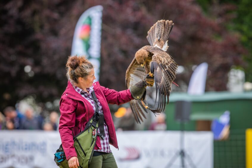 A bird of prey display at Scottish Game Fair.