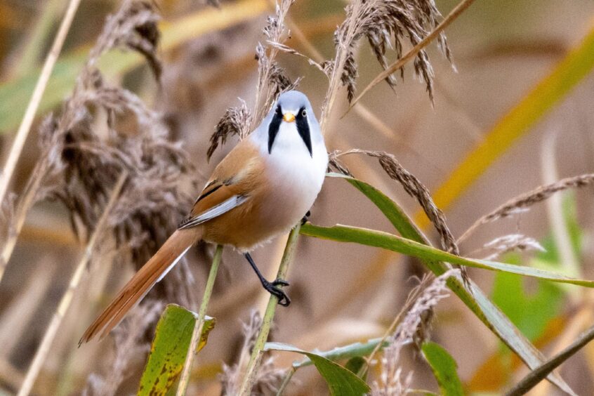 Bearded tit perched on reed bed
