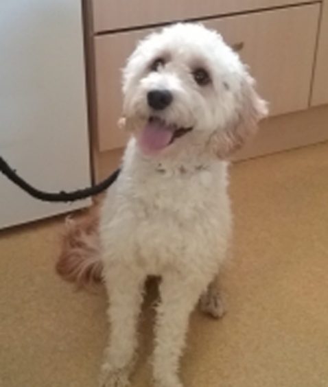 Bid to rehome Cockapoo Buddy from Dundee kennel