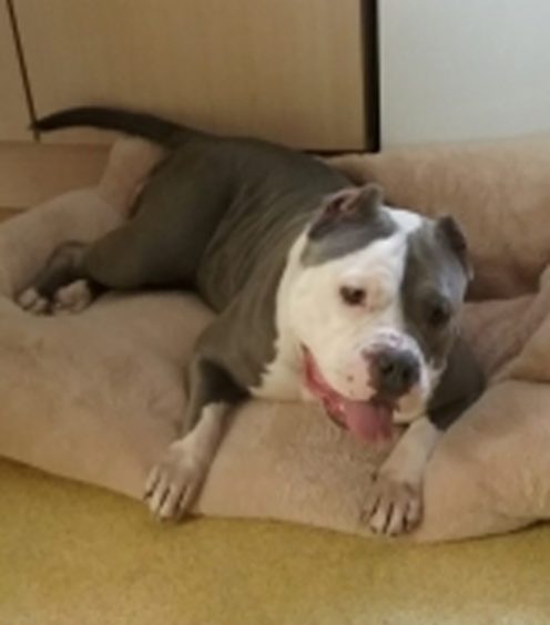 Pocket bull Gracie seeks new home in Dundee