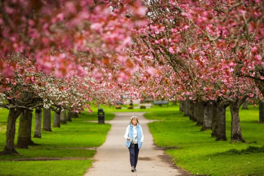 A shower of pink petals: Dawson Park's cherry blossoms in full bloom.