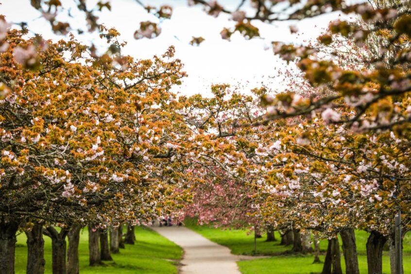 The main avenue of cherry blossom trees in Dawson Park.