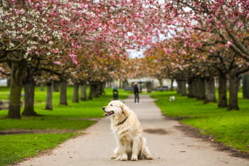 Jess the Retriever amidst the blooming cherry blossoms.