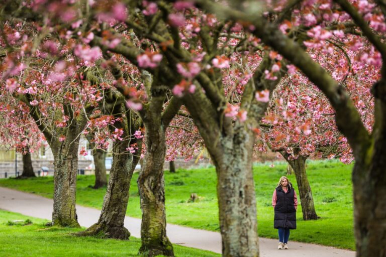 Cherry blossom blooms in Dawson Park, Broughty Ferry