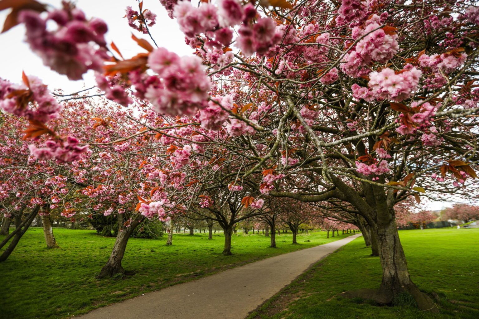 Cherry blossom blooms in Dawson Park, Broughty Ferry