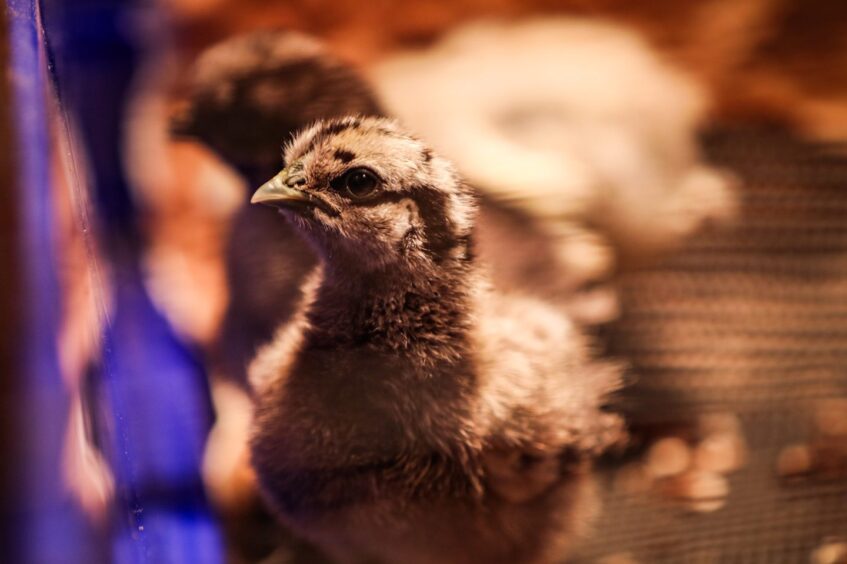 Week old Bantam chicks at Newton Farm in Angus.
