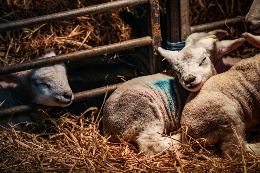 Newborn lambs all cosy under the heat lamp. Image: Mhairi Edwards.