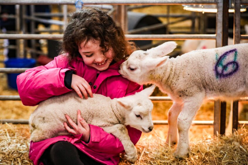 Matilda Whyte, 8, loving her time in the pen with the lambs.