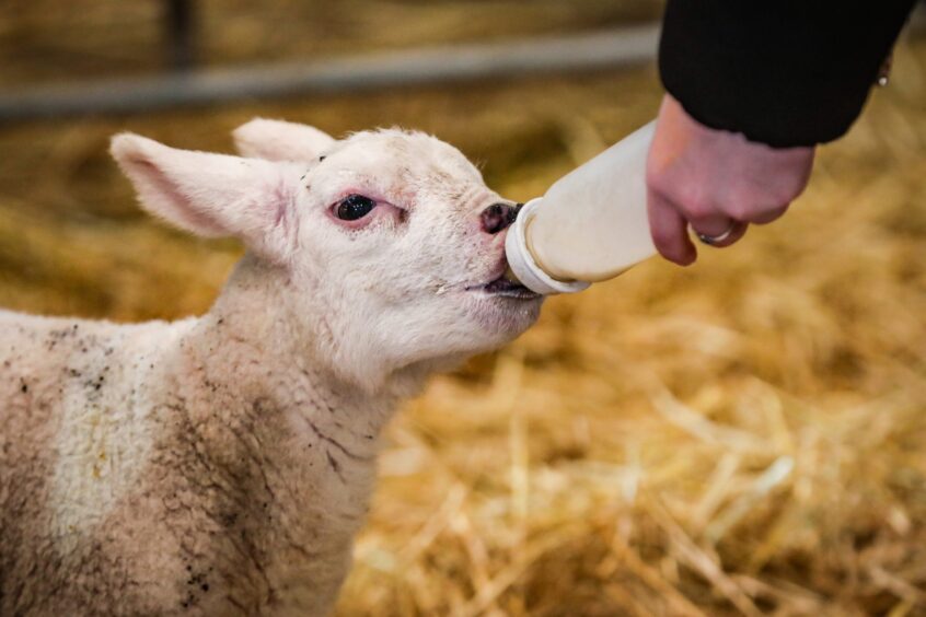 One of the lambs enjoys a bottle feed. Image: Mhairi Edwards. 