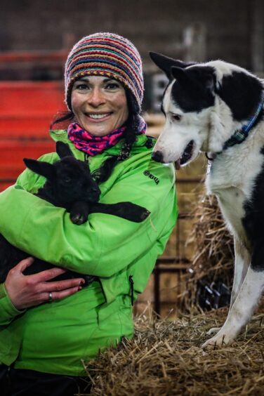 Angus the sheepdog is keen to get in on the action as Gayle cuddles a tiny black lamb.