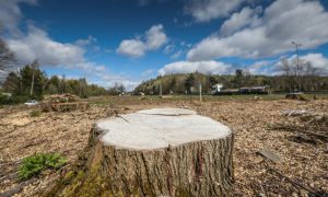 Trees have been cut down near the Swallow Roundabout in Dundee. Image: Mhairi Edwards/DC Thomson