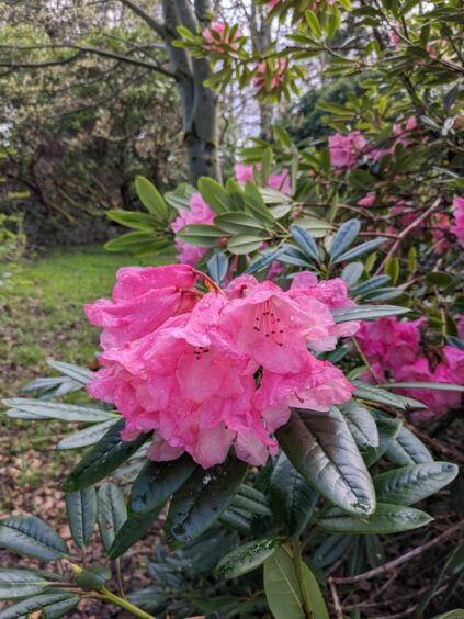 Gorgeous rhododendrons at Pitmuies gardens. 