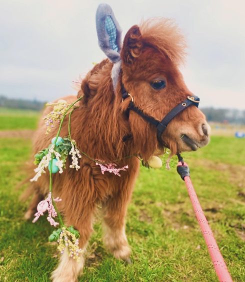 Hamish the miniature Shetland will be doing pony yoga with North Fife Therapy Ponies