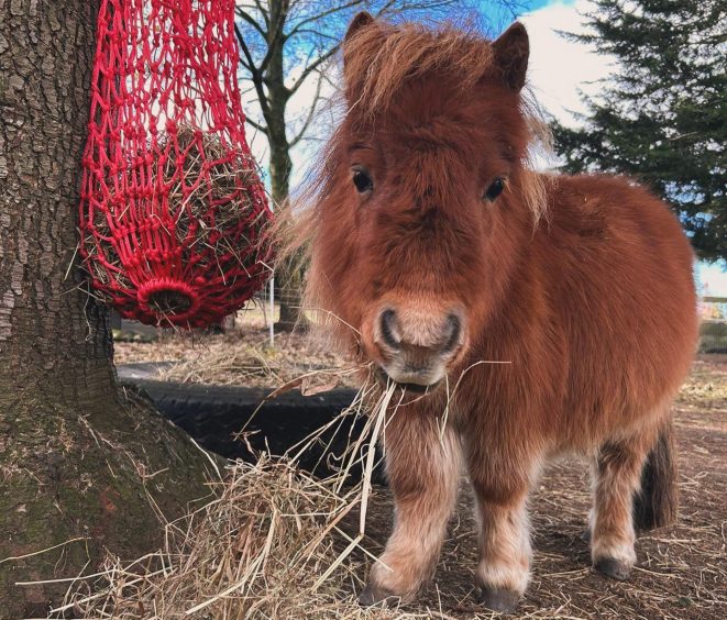 Hamish is the cutest of the bunch. Image: North Fife Therapy Ponies.