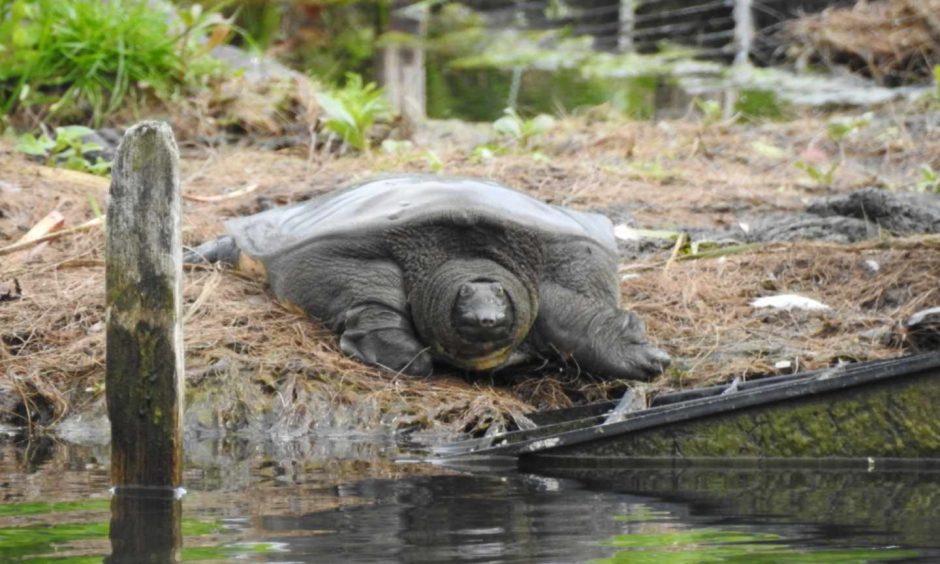 Creature in Keptie Pond, Arbroath.