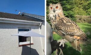 The escaped Siberian eagle owl was spotted on a rooftop in Blairgowrie.