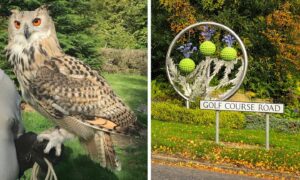 The Siberian eagle owl has gone missing in Blairgowrie.