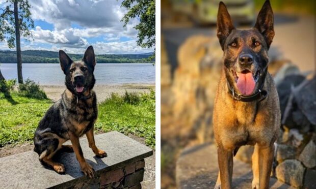 PDS Luca (left) and Amber (right) will be representing Police Scotland.