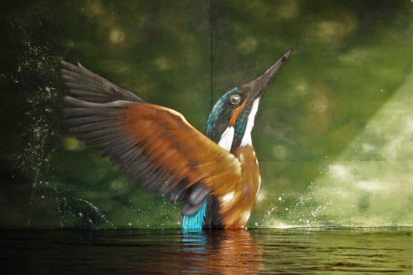 The mural of a kingfisher can look as though it is emerging from the River Almond in Perth when the water lines up. 