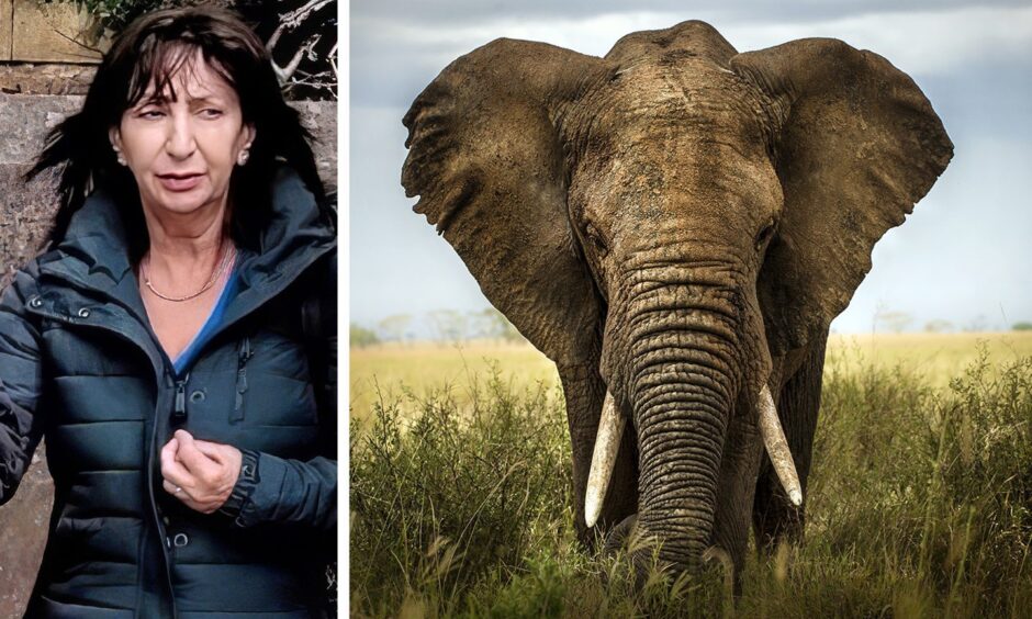 Joyce Bell admitted dealing in elephant ivory items.