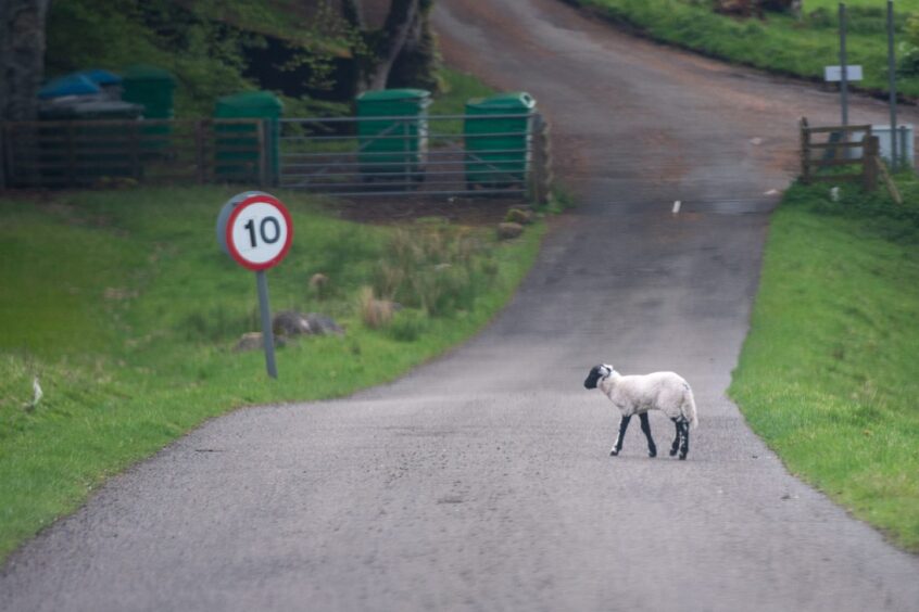 Lamb walking across narrow road in front of 10mph sign