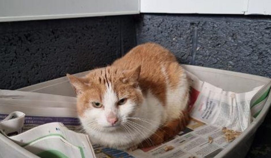Johno- one of the three cats found abandoned in Kirkcaldy.