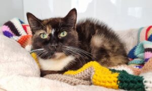Mimi - one of the three cats found abandoned in Kirkcaldy garden.