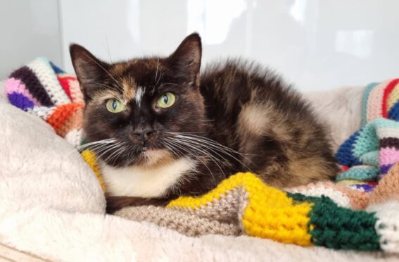Mimi - one of the three cats found abandoned in Kirkcaldy garden.