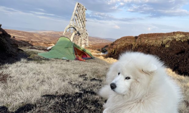 Davy Brown's dog, Ness, at the site of the crashed Wellington in the Angus glens. Image: Supplied