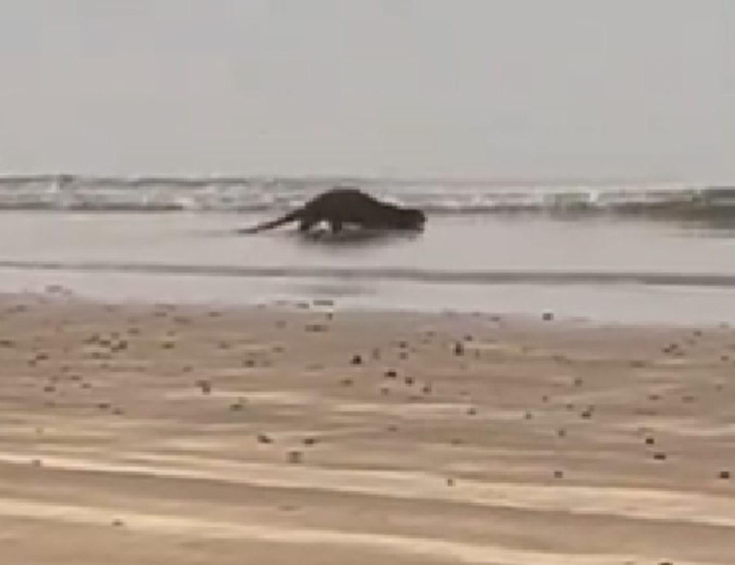 Otter on Monifieth beach