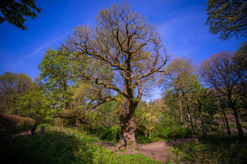 Birmam oak tree in spring.