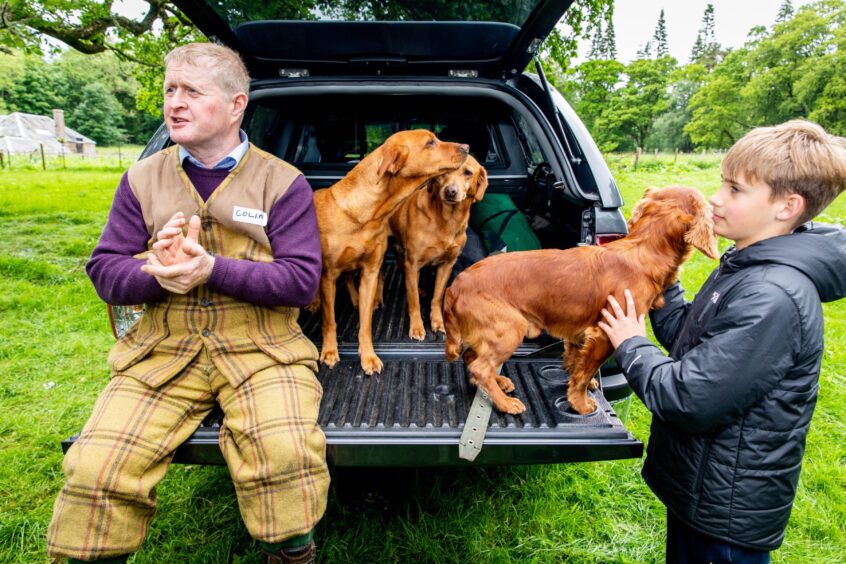 Man in tweeds seated on back of vehicle with labradors at his side while small boy pats spaniel