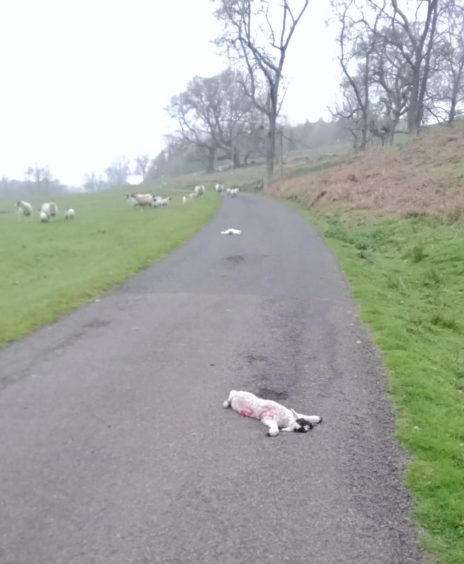 Two dead lambs on unfenced country road with sheep in field and on road behind