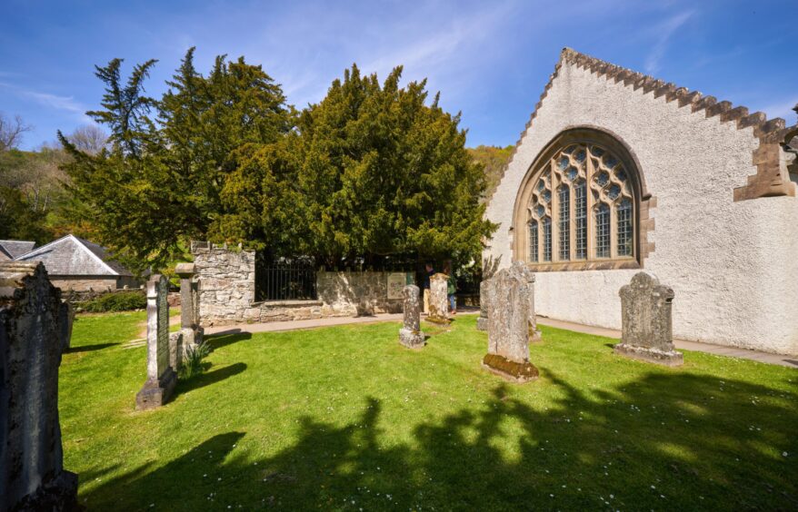 The Fortingall Yew is one of the oldest trees in Britain and Europe. Image: Shutterstock.