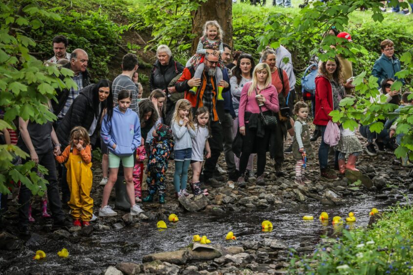 Duck racing at Barry Mill National Trust attraction in Angus.