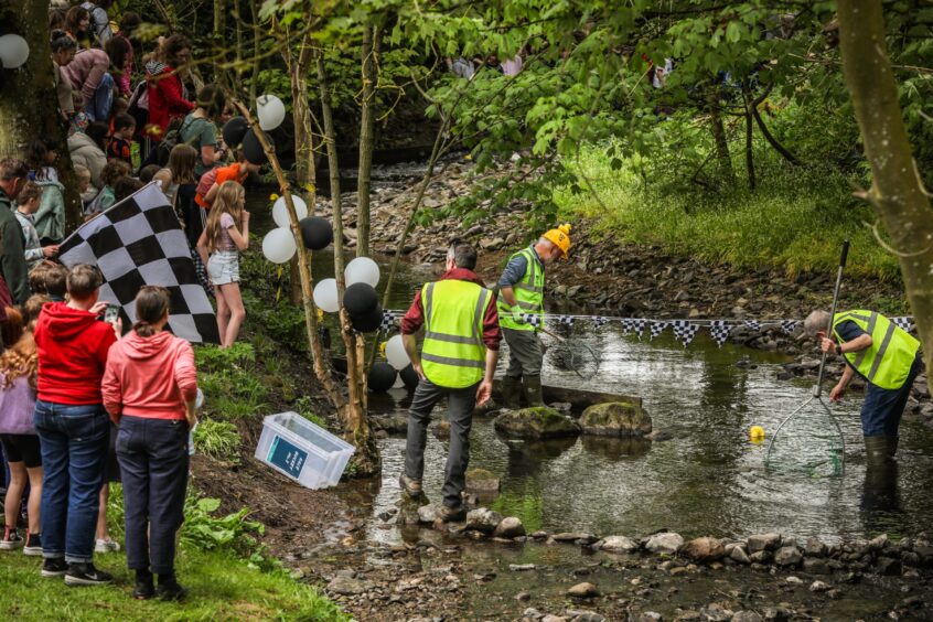 Duck racing at Barry Mill near Carnoustie.