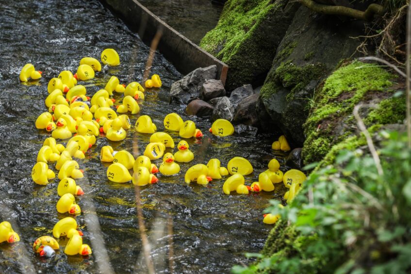 Plastic ducks at Barry Mill family fun event.