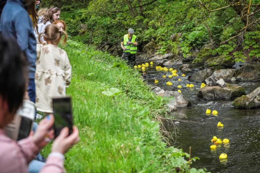 Duck races at Barry MIll in Angus.