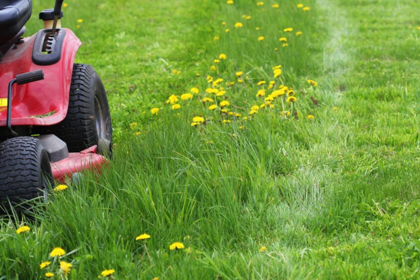 Lawn mower nest to strip of long grass with yellow flowers