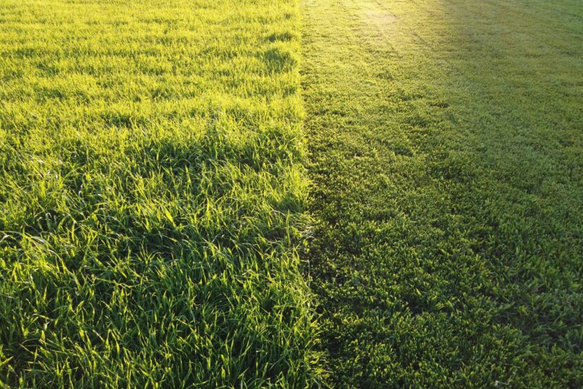 Large grassy area, with one half mown and the other left to grow 