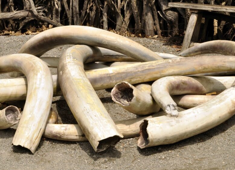 Pile of elephant tusks.