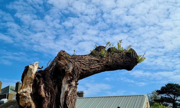New growth on Carnoustie's historic Dibble Tree. Image: Supplied