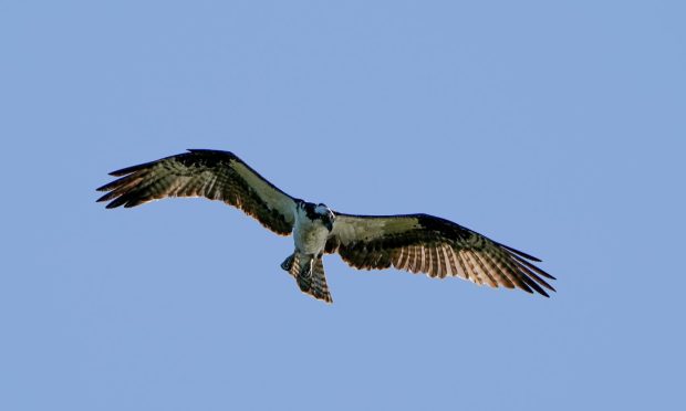 Osprey