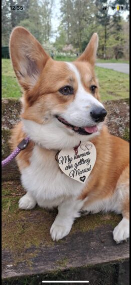 Gorgeous Corgi Brie was keen to pose for photos at Abby and Calum Forsyth's wedding. Image: Supplied. 