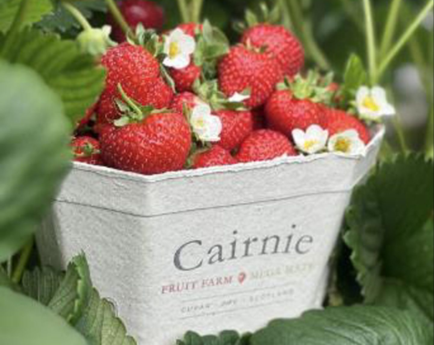 Box of Cairnie Fruit Farm strawberries.