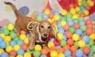All pups are welcome at Fife's first doggy disco in Kirkcaldy next month